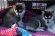 Sakhalin Husky Puppies for sale in Shreveport, LA, USA. price: NA