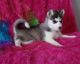 Sakhalin Husky Puppies for sale in Grand Prairie, TX, USA. price: NA