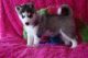 Sakhalin Husky Puppies for sale in Baton Rouge, LA, USA. price: NA