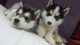Sakhalin Husky Puppies for sale in Albuquerque, NM, USA. price: NA