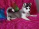 Sakhalin Husky Puppies for sale in Wilmington, NC, USA. price: NA