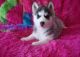Sakhalin Husky Puppies for sale in Cincinnati, OH, USA. price: NA