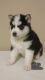 Sakhalin Husky Puppies for sale in Augusta, GA, USA. price: NA