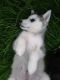 Sakhalin Husky Puppies for sale in Akron, CO 80720, USA. price: NA