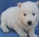 Sakhalin Husky Puppies for sale in Akron, CO 80720, USA. price: NA