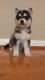 Sakhalin Husky Puppies for sale in Long Beach, CA, USA. price: NA