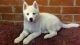 Sakhalin Husky Puppies for sale in Miami, FL, USA. price: $250