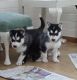 Sakhalin Husky Puppies for sale in Tenerife Rd, Catlett, VA 20119, USA. price: NA
