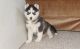 Sakhalin Husky Puppies for sale in Virginia Beach, VA, USA. price: NA