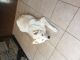 Sakhalin Husky Puppies for sale in Jacksonville, NC, USA. price: NA