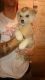 Sakhalin Husky Puppies for sale in California St, Denver, CO, USA. price: NA