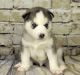 Sakhalin Husky Puppies for sale in Lobelville, TN 37097, USA. price: NA