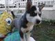 Sakhalin Husky Puppies for sale in Carrollton, TX, USA. price: NA