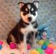 Sakhalin Husky Puppies for sale in Carlsbad, CA, USA. price: NA