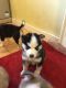 Sakhalin Husky Puppies for sale in Pasadena, CA 91101, USA. price: NA