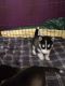 Sakhalin Husky Puppies for sale in Pottsboro, TX 75076, USA. price: NA