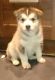 Sakhalin Husky Puppies for sale in Dallas Township, PA, USA. price: NA