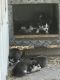 Sakhalin Husky Puppies for sale in Kellyville, OK, USA. price: $550