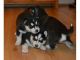 Sakhalin Husky Puppies for sale in Lewes, DE 19958, USA. price: NA