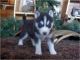 Sakhalin Husky Puppies for sale in California Ave, Windsor, ON, Canada. price: NA