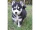 Sakhalin Husky Puppies for sale in Westerville Woods Dr, Columbus, OH 43231, USA. price: $500