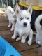 Sakhalin Husky Puppies for sale in San Jose, CA, USA. price: NA