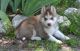 Sakhalin Husky Puppies for sale in Harrisburg, PA, USA. price: $350