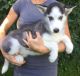 Sakhalin Husky Puppies for sale in California St, San Francisco, CA, USA. price: NA