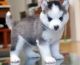 Sakhalin Husky Puppies for sale in Oklahoma City, OK 73157, USA. price: NA