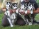 Sakhalin Husky Puppies for sale in Washington Ave, St. Louis, MO, USA. price: NA