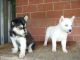 Sakhalin Husky Puppies for sale in OH-3, Urbancrest, OH 43123, USA. price: NA