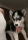 Sakhalin Husky Puppies for sale in Ocala, FL 34470, USA. price: $750