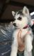 Sakhalin Husky Puppies for sale in Toronto, ON, Canada. price: NA