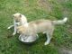 Sakhalin Husky Puppies for sale in Tobermory, ON N0H 2R0, Canada. price: NA