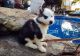 Sakhalin Husky Puppies for sale in Wisconsin Dells, WI, USA. price: NA