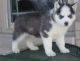 Sakhalin Husky Puppies for sale in Santa Clara, CA, USA. price: NA