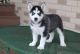 Sakhalin Husky Puppies for sale in Albuquerque, NM 87153, USA. price: NA