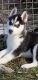 Sakhalin Husky Puppies for sale in Belews Creek, NC 27009, USA. price: NA