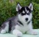 Sakhalin Husky Puppies for sale in Dallas, TX, USA. price: $500