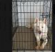 Sakhalin Husky Puppies for sale in 1317 Scottsville Rd, Bowling Green, KY 42104, USA. price: NA