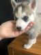 Sakhalin Husky Puppies for sale in Philadelphia, PA, USA. price: $500