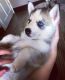 Sakhalin Husky Puppies for sale in Fort Pierce, FL, USA. price: NA