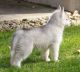 Sakhalin Husky Puppies for sale in California, Falkirk FK1, UK. price: NA
