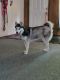 Sakhalin Husky Puppies for sale in 765 Chestnut St, Middleport, OH 45760, USA. price: NA