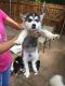 Sakhalin Husky Puppies for sale in Arlington, TX, USA. price: $350