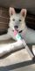 Sakhalin Husky Puppies for sale in 28841 Orchard Lake Rd, Farmington Hills, MI 48334, USA. price: NA