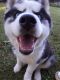 Sakhalin Husky Puppies for sale in Williamsville, NY 14221, USA. price: $900