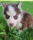 Sakhalin Husky Puppies for sale in Cut Off, LA 70345, USA. price: NA