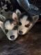 Sakhalin Husky Puppies for sale in Battle Creek, MI, USA. price: NA