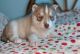 Sakhalin Husky Puppies for sale in Rogersville, TN 37857, USA. price: NA